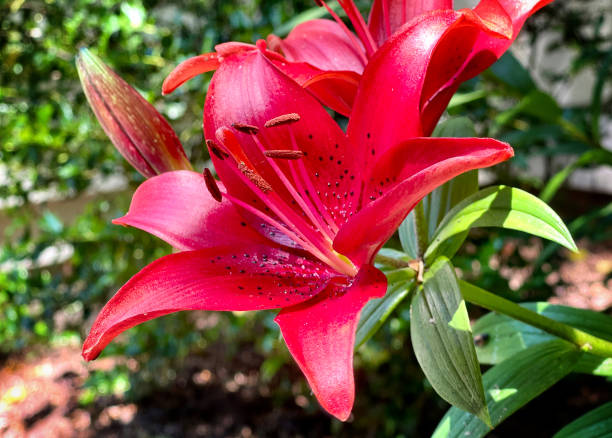 Do Daylily Need Full Sun?