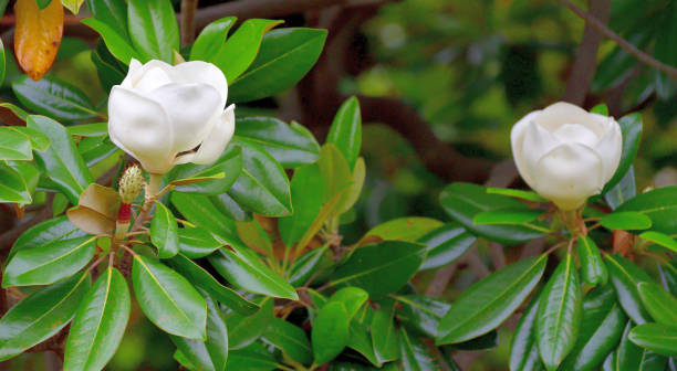 How To Grow Magnolia From Seed