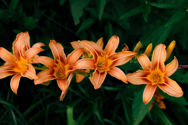 When Should You Divide Your Daylily?