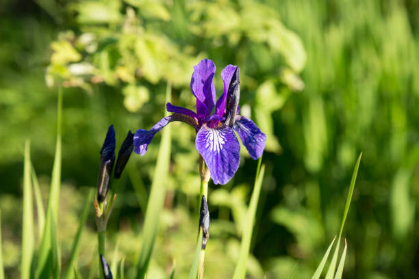 Do Iris Like Acidic Soil?