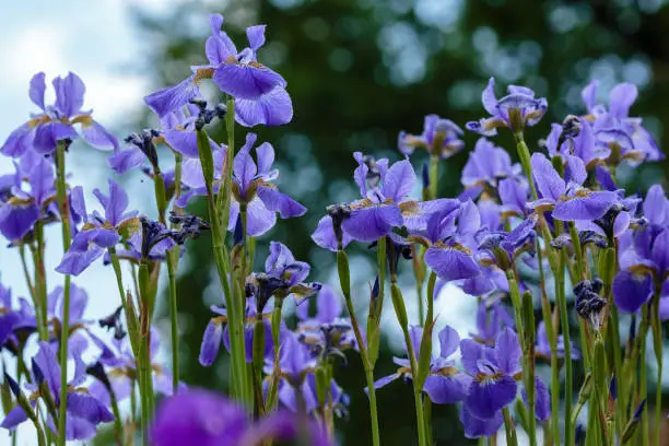 What Does Iris Smell Like? —A Guide To The Meaning Of Iris Fragrance