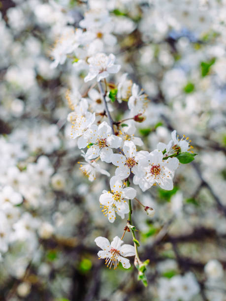 When Do Apricot Trees Bloom?