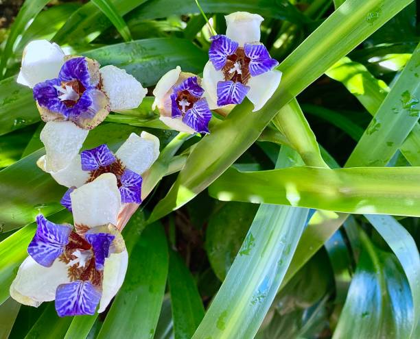 Is Iris Poisonous? Facts You Need To Know