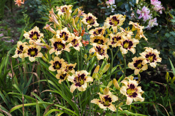 Which Daylilies Are Edible? Facts You Need To Know