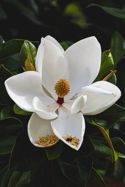 Are All Magnolia Flowers Edible?