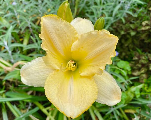 When Do Daylilies Bloom? —Know The Best Season for Blooming Daylilies