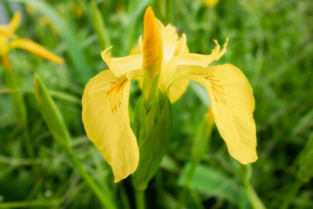 Can Iris Grow In Pots?