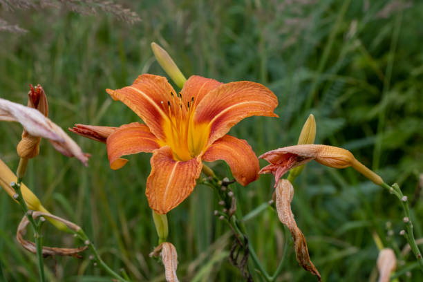 When To Plant Daylily Bulbs?