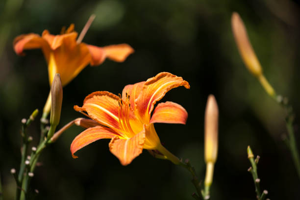 The Ultimate Guide To Growing And Taking Care of Your Daylilies: Great Steps That Will Make It Easy For You!