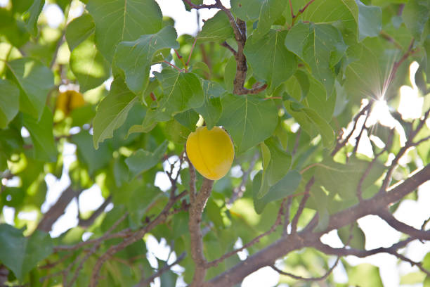 How To Grow Apricot Seed? Tips And Tricks For Beginners!