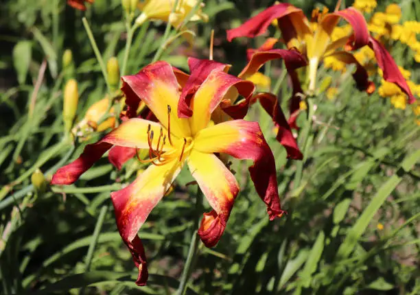 How Do You Get Daylilies To Bloom