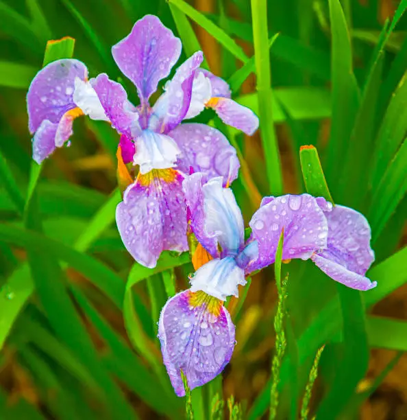 Do Iris Bloom More Than Once?