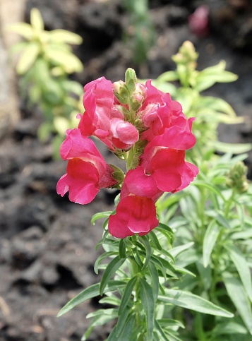 Angelonia: The Ultimate Companion Plant Guide | How To Choose