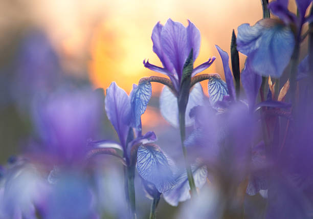 When Does Irises Bloom? A Guide to Flowering Season and Buds Development