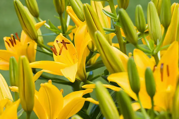 What Type Of Lilies Bloom All Summer?