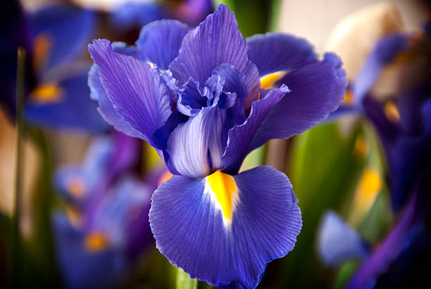 When Does Irises Bloom? A Guide to Flowering Season and Buds ...