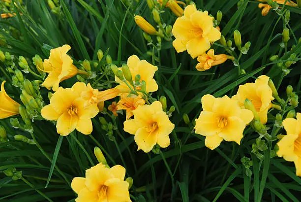 Are Daylilies Annuals Or Perennials?