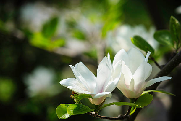 Do Magnolia Flowers Have A Scent?