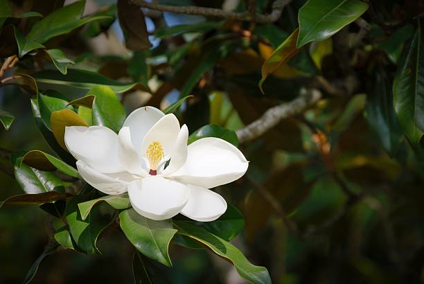What Does Magnolia Smell Like? Facts About Magnolia Flower!