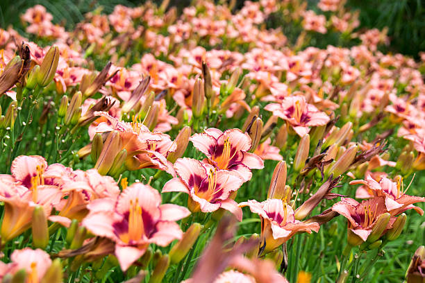 Do Deer Eat Daylily?