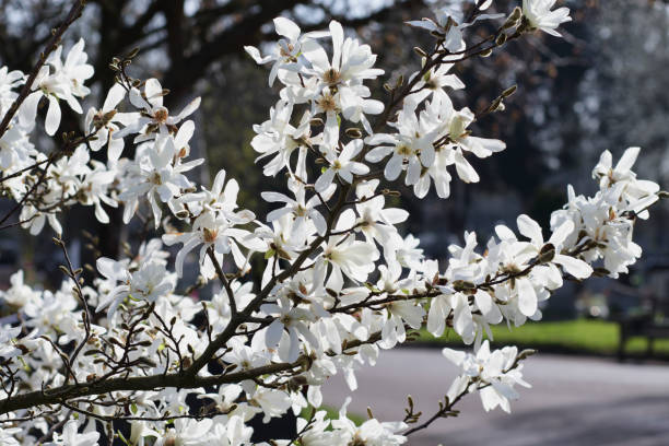 Do Magnolia Trees Lose Their Leaves?