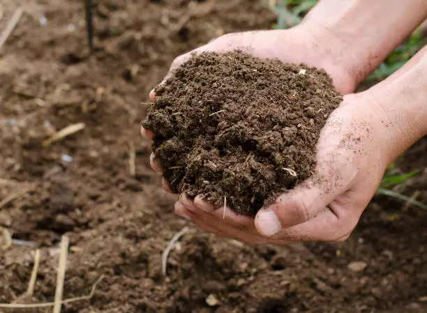 Farmyard Manure: What You Can Do With It and The Benefits Of Using Farmyard Manure To Your Garden!