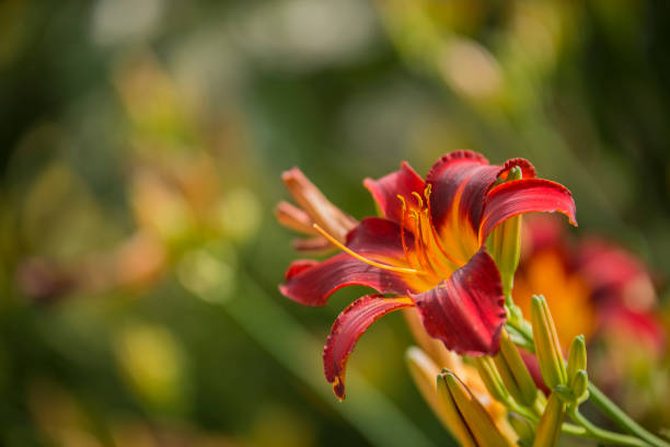 Longest Blooming Daylilies