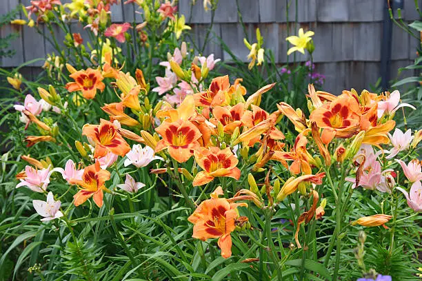 How to Prune Daylilies—The Best Way To Cut Daylilies