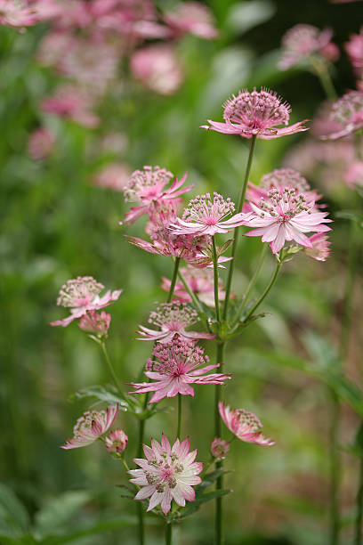 Does Astrantia Come Back Every Year?