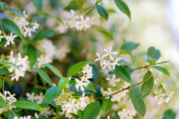 Does Star Jasmine Need Full Sun?