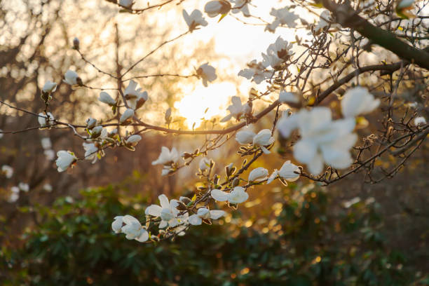 When Does A Magnolia Tree Start to Bloom?