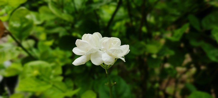 Can You Eat Jasmine Flowers?