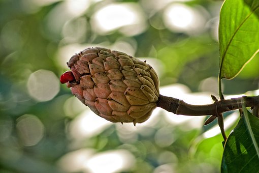 Is Magnolia Fruit Edible?