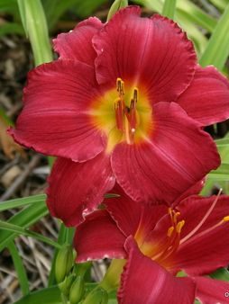 ROYAL EVENTIDE Wholesale Lot 10 Daylily Plants Reblooming Perennial Flower 