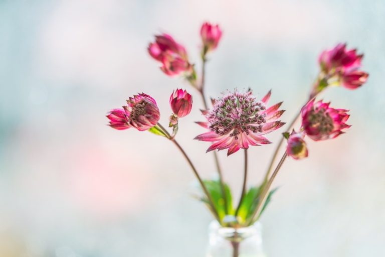 How To Grow Astrantia From Seed?
