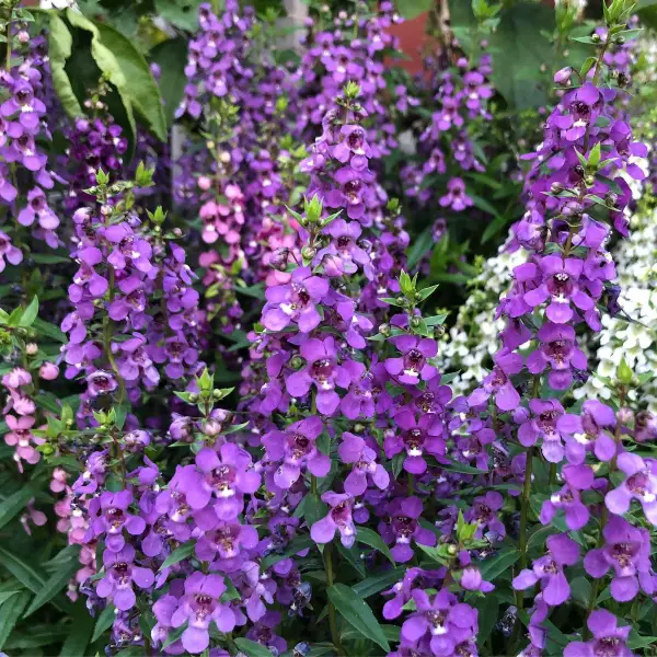 Types Of Angelonia