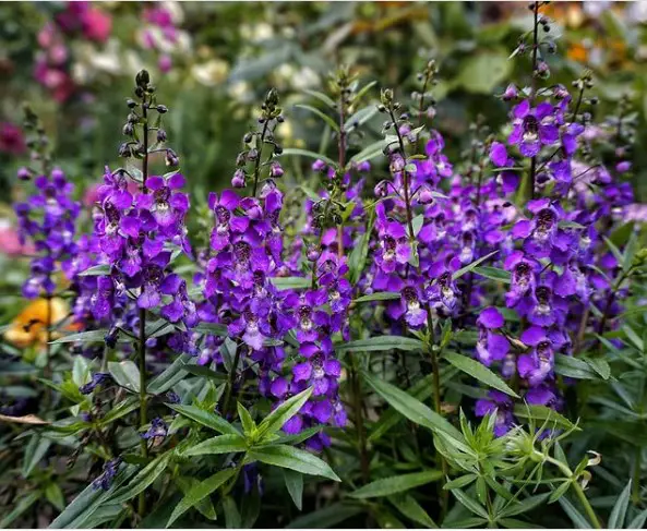 Does Angelonia Attract Butterflies?