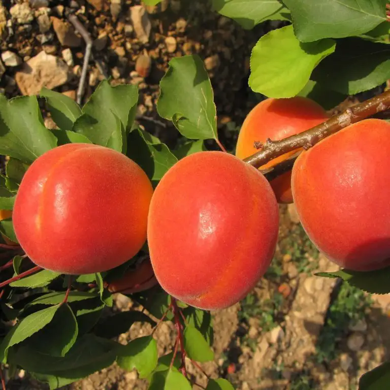 Do Apricots Grow Well In Pots?