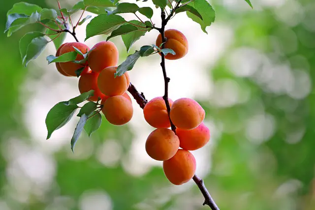 How Big Does An Apricot Tree Grow?