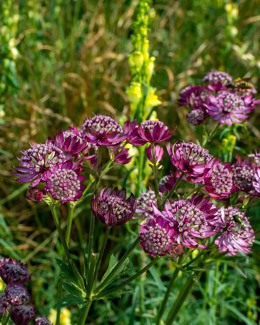 When To Cut Back Astrantia?