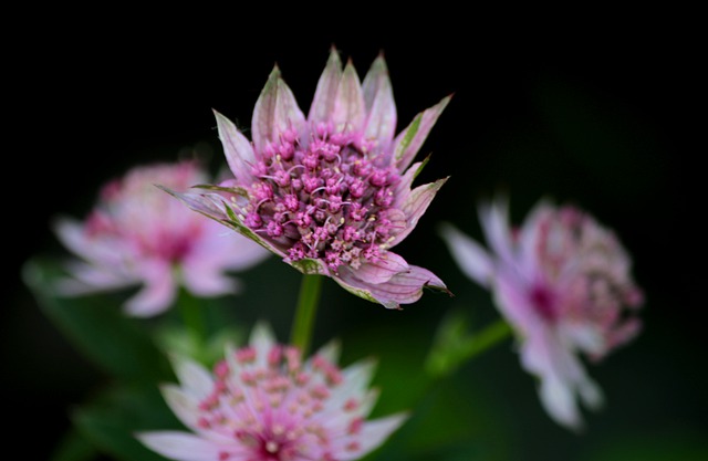 Astrantia Flower Colors