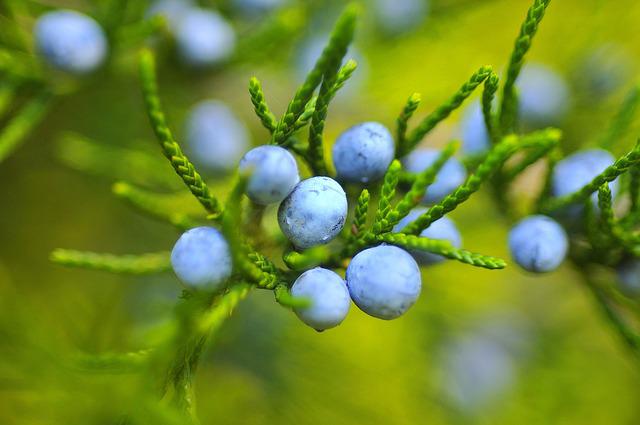 Do Blueberries Lose Their Leaves? – The Truth About Blueberry Plants