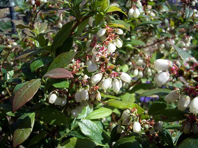 Are Blueberries Self-Pollinating?