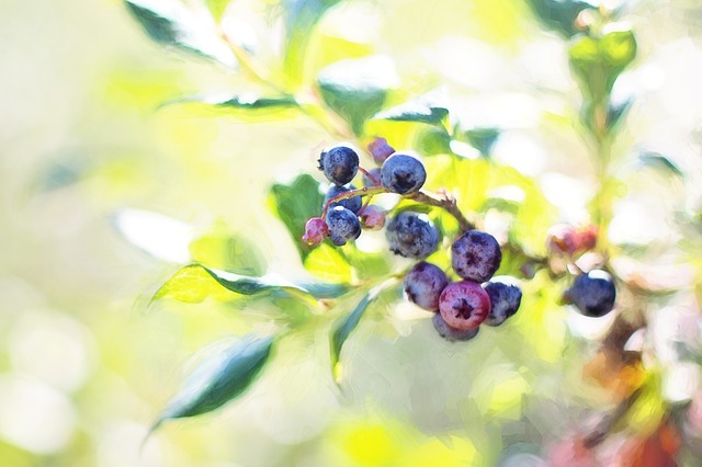 When Do Blueberries Bloom?