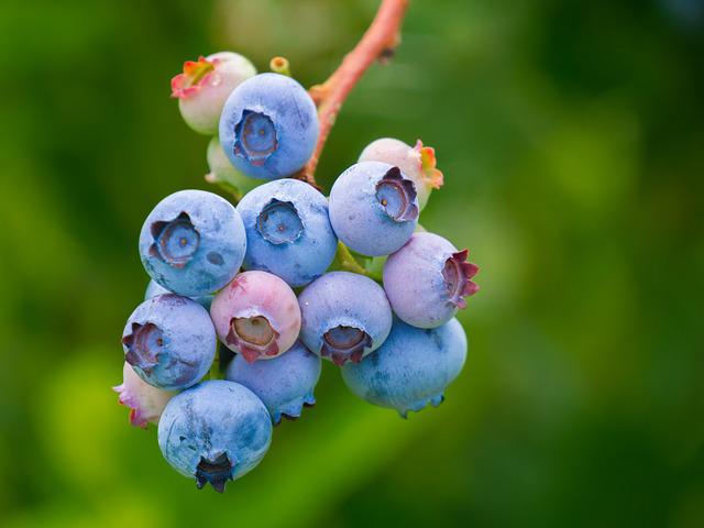 Do Blueberries Grow On Trees? Things You Need To Know About This Fruit!