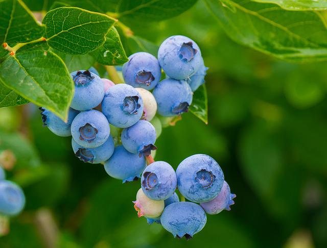 Are Blueberries Blue Or Purple?