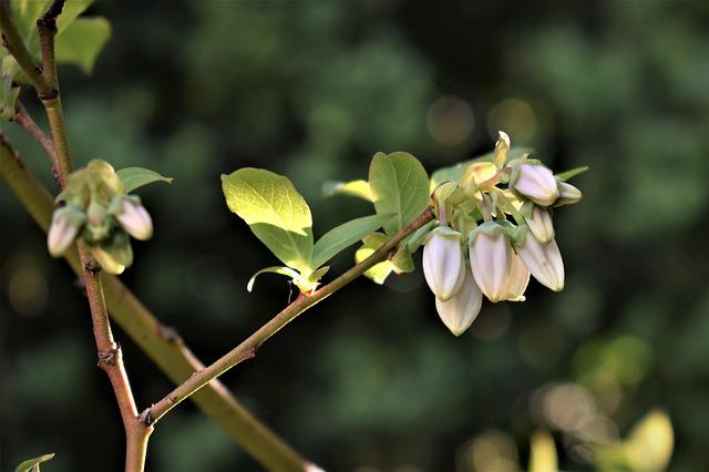 Do Blueberries Have Seeds?