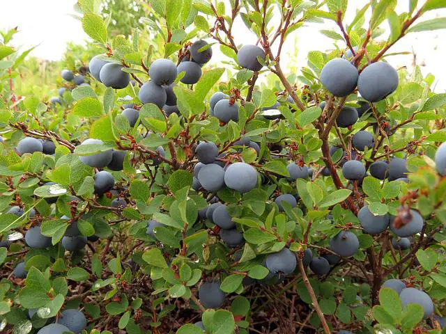Types Of Blueberry Bushes