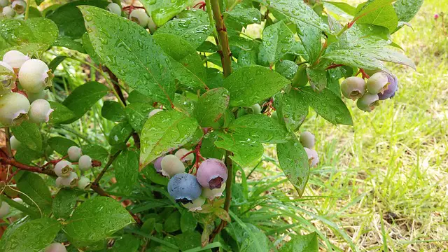 Do Blueberries Need Acidic Soil?