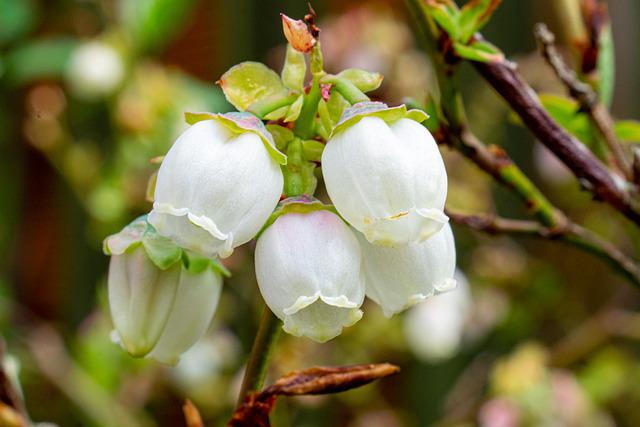 Fertilizing Blueberry Bushes